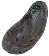 Fossil Whale Ear Bone - Miocene #63546-1